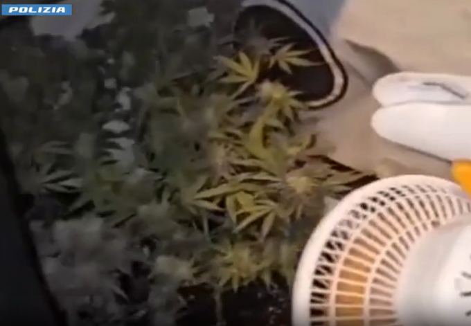 Serra di marijuana nell’appartamento: arrestato un 65enne