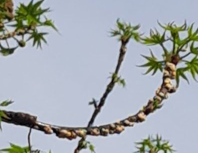 Rilevati due focolai di Takahashia Japonica
