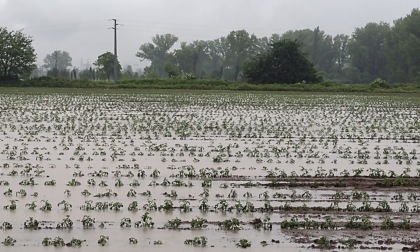 Campi sommersi dall'acqua, Coldiretti: "Orzo, grano e pomodoro a rischio"