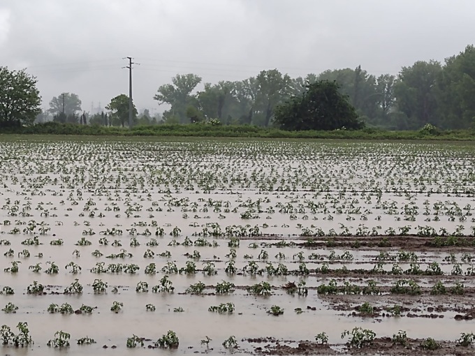 Campi sommersi dall’acqua, Coldiretti: “Orzo, grano e pomodoro a rischio”