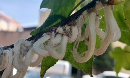 Tornano i "vermicelli bianchi sulle piante": monitoraggio per la cocciniglia giapponese