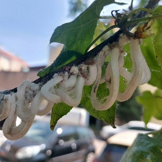 Tornano i “vermicelli bianchi sulle piante”: monitoraggio per la cocciniglia giapponese
