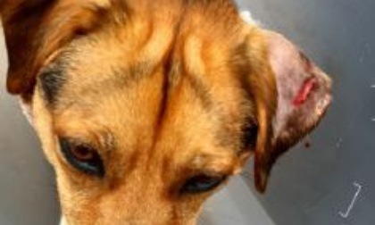 Cagnolino aggredito da un pitbull scappato dall'area cani