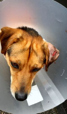 Cagnolino aggredito da un pitbull scappato dall’area cani