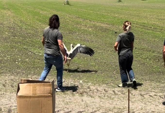 La cicogna torna in libertà dopo le cure del Centro Lipu