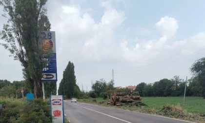 Rho, abbattuti gli alberi pericolanti di via dei Fontanili
