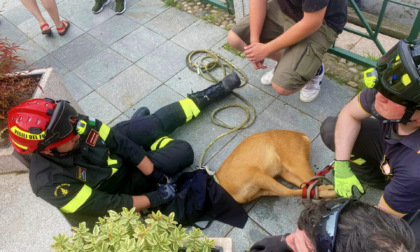 Ragazzo di Magenta salva capriolo caduto nel Naviglio