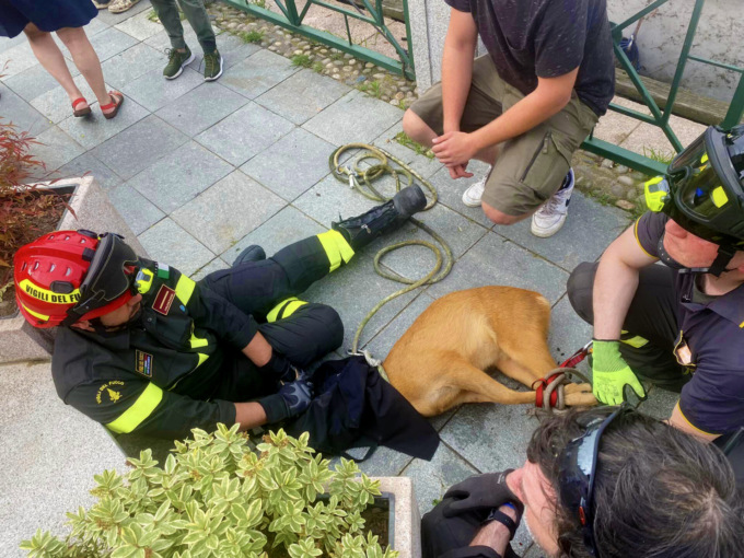 Ragazzo di Magenta salva capriolo caduto nel Naviglio