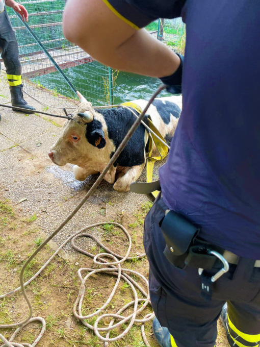 Toro cade in un canale, recuperato dai Vigili del Fuoco