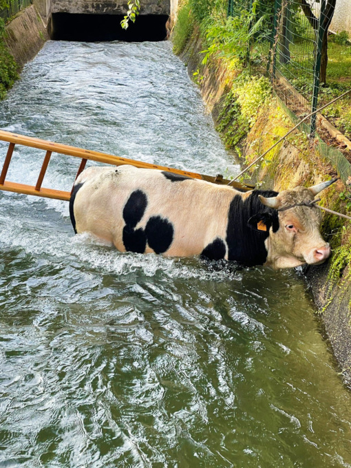 Toro cade in un canale, recuperato dai Vigili del Fuoco