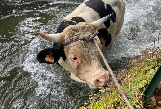 Toro cade in un canale, recuperato dai Vigili del Fuoco
