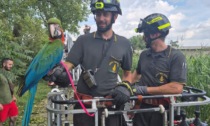 Pappagallo scappa per paura del temporale: i Vigili del fuoco lo salvano