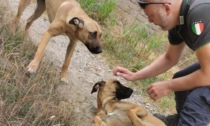 Smarriti due cuccioloni: si cercano i proprietari