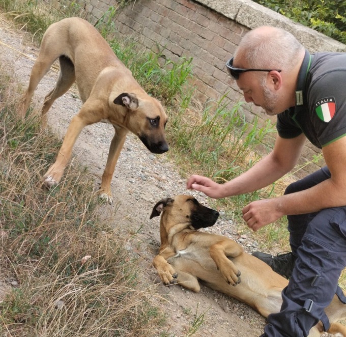 Smarriti due cuccioloni: si cercano i proprietari