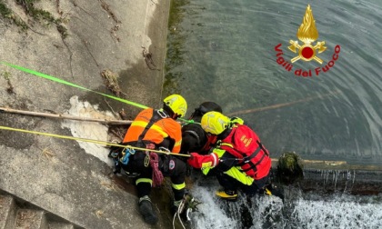 Cane finisce nello scolmatore, lo salvano i Vigili del fuoco