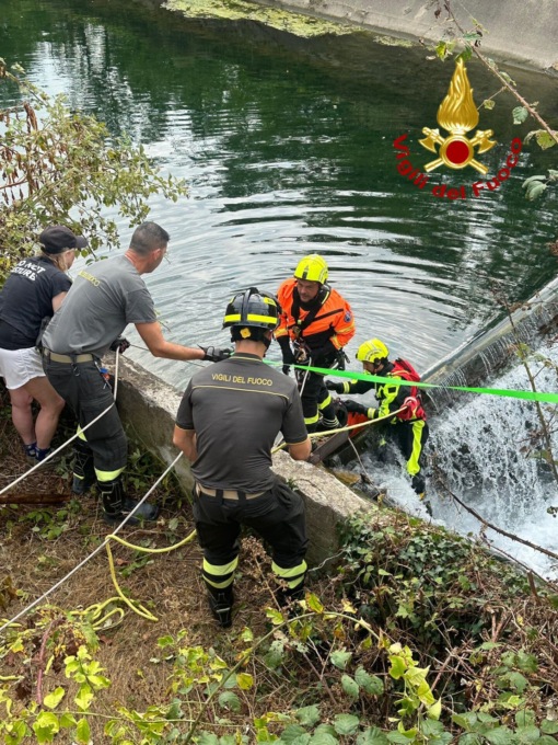 Cane finisce nello scolmatore, lo salvano i Vigili del fuoco