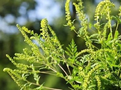 Vergani, sindaco d’Agosto firma l’ordinanza contro l’Ambrosia
