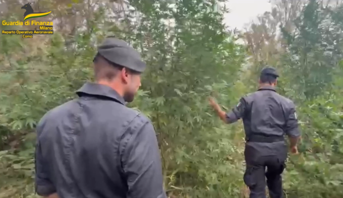 Piantagione di Cannabis scoperta lungo le rive del Ticino