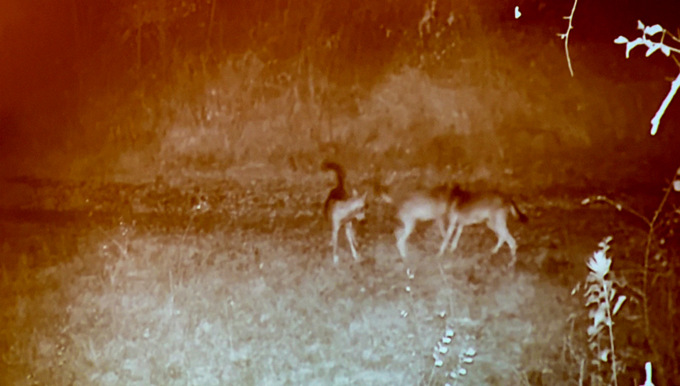 Lieto evento al Parco del Ticino: è nata una cucciolata di lupi