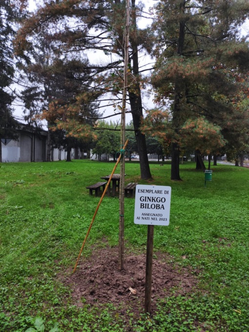 Spezzato l’alberello per i nuovi nati