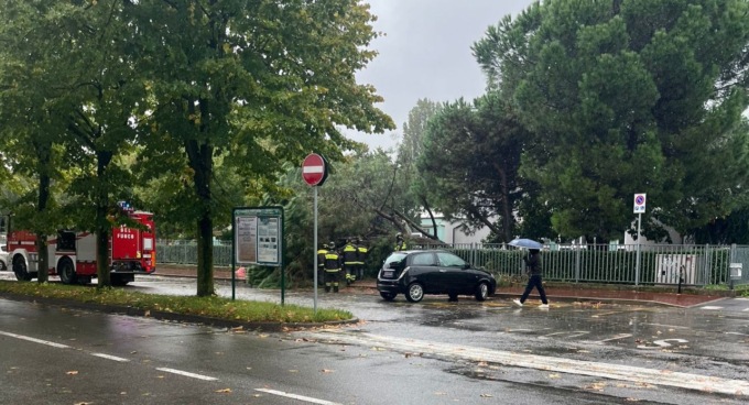 Albero caduto nel giardino della materna