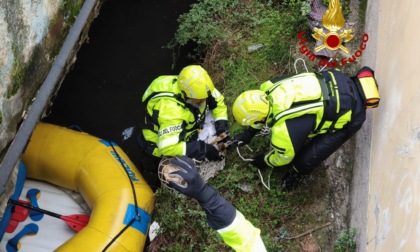 Capriolo finisce nel Naviglio: salvato dai Vigili del Fuoco VIDEO