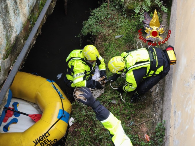 Capriolo finisce nel Naviglio: salvato dai Vigili del Fuoco VIDEO