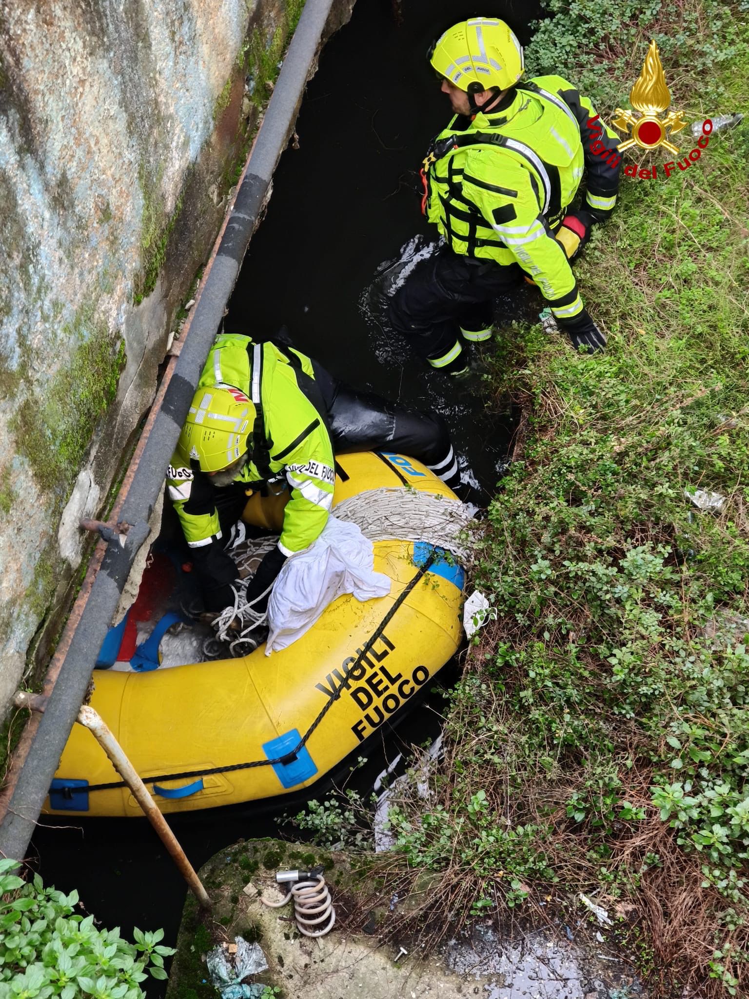 Capriolo finisce nel Naviglio