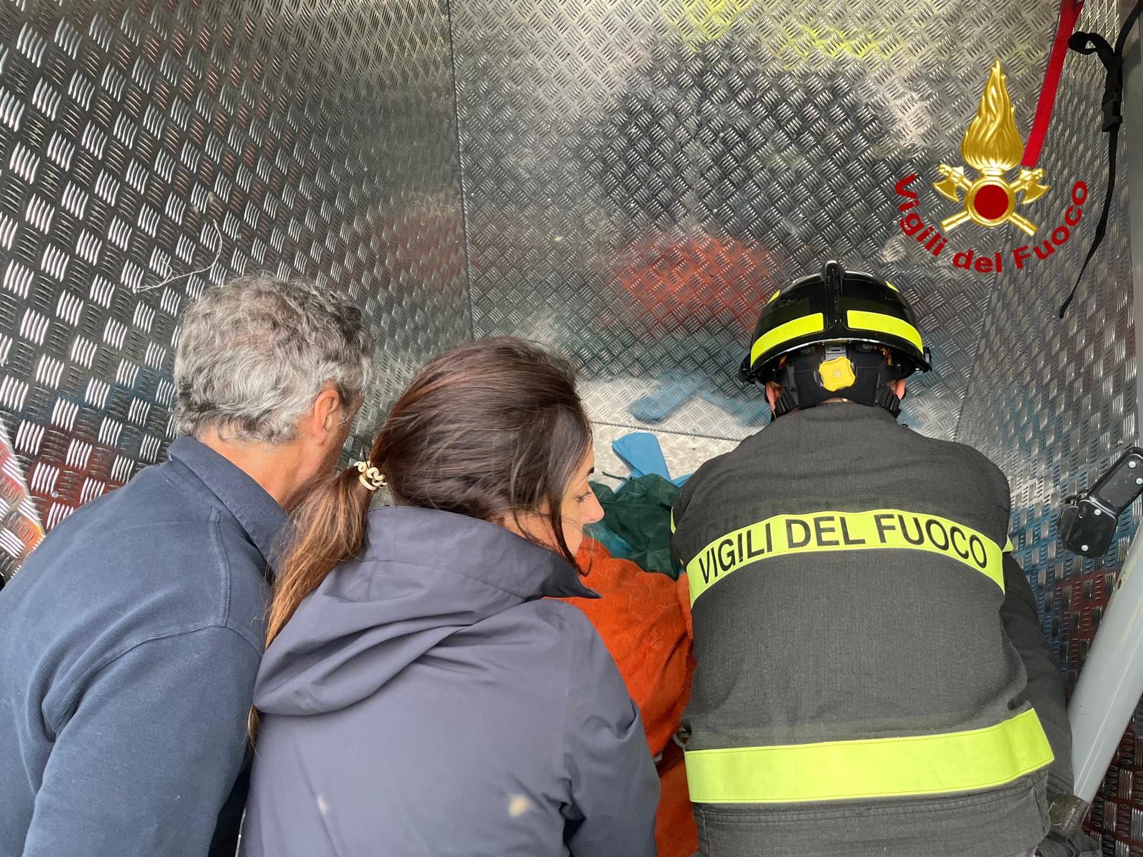 Capriolo finisce nel Naviglio