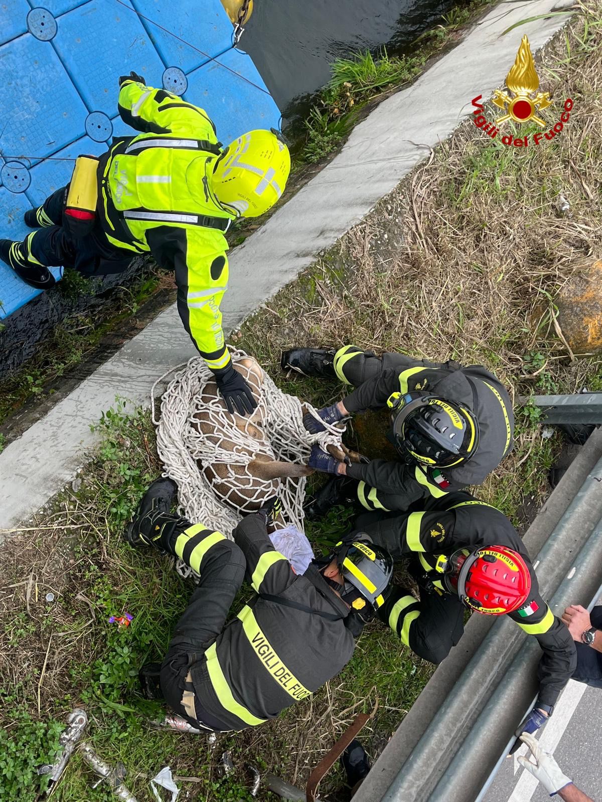 Capriolo finisce nel Naviglio