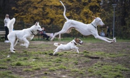 Come prendersi cura del tuo amico a quattro zampe quando sei in ufficio? Scopri l'asilo per cani a Milano