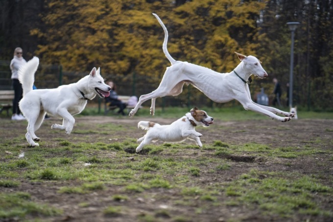 Come prendersi cura del tuo amico a quattro zampe quando sei in ufficio? Scopri l’asilo per cani a Milano