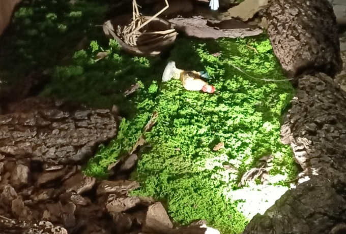 Nuovamente vandalizzato a Natale il presepe di Olona Viva