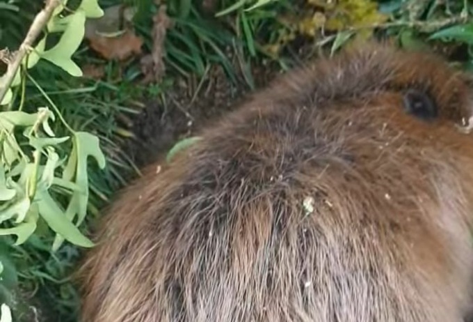 Salva un castoro nel Parco del Ticino
