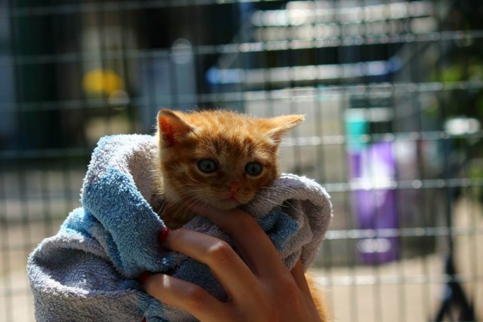 Happy pets days, doni per la Protezione Animali