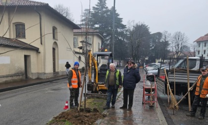 Abbiategrasso: nuove piantumazioni in città