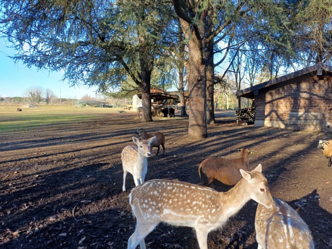 Parco Arcadia, ok al Consiglio comunale aperto: il commento delle opposizioni