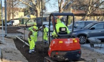 In piazza San Magno arrivano gli alberi dei tulipani