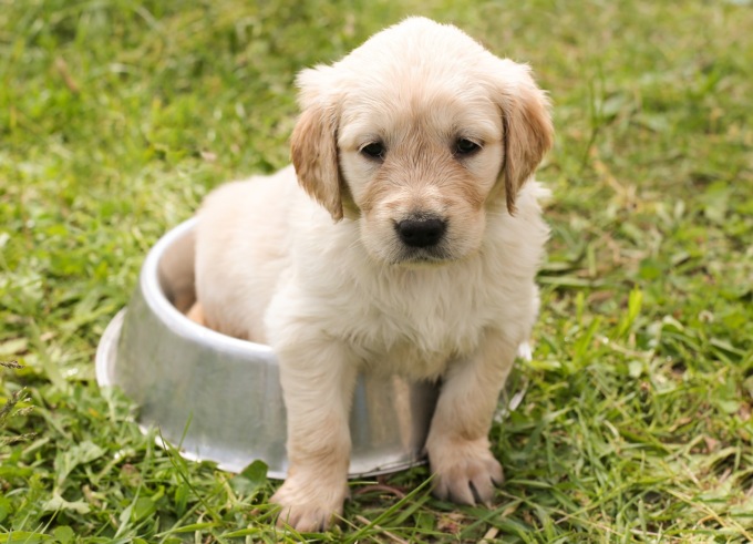 Come scegliere il miglior cibo per cani: consigli per l’uso