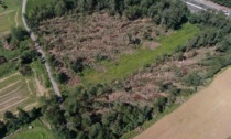 Bando regionale per il ripristino dei boschi danneggiati del Parco dei Mughetti