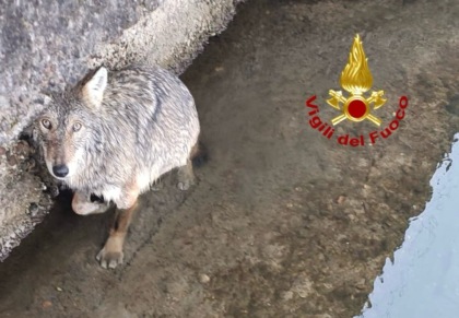 Lupi nel Milanese, Regione: “Fenomeno non così anomalo”