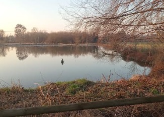 Lavori sul verde della Foppa: lotta al tarlo asiatico