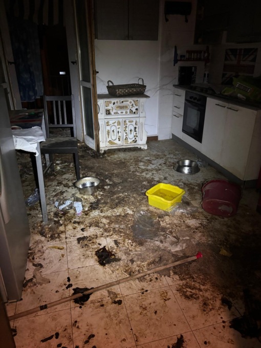Cani abbandonati in casa tra i rifiuti: animali sequestrati e proprietario denunciato