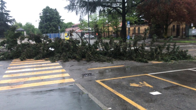 Albero crolla in piazza a Cornaredo