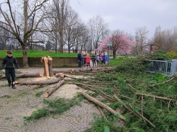 Alberi rimossi al parco King, la risposta dell’assessore dopo la polemica