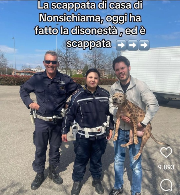 Il “Canepardo” scappa di casa: riconsegnato al proprietario dalla Polizia Locale