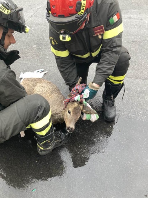 Caprioli caduti nel Naviglio salvati dai pompieri