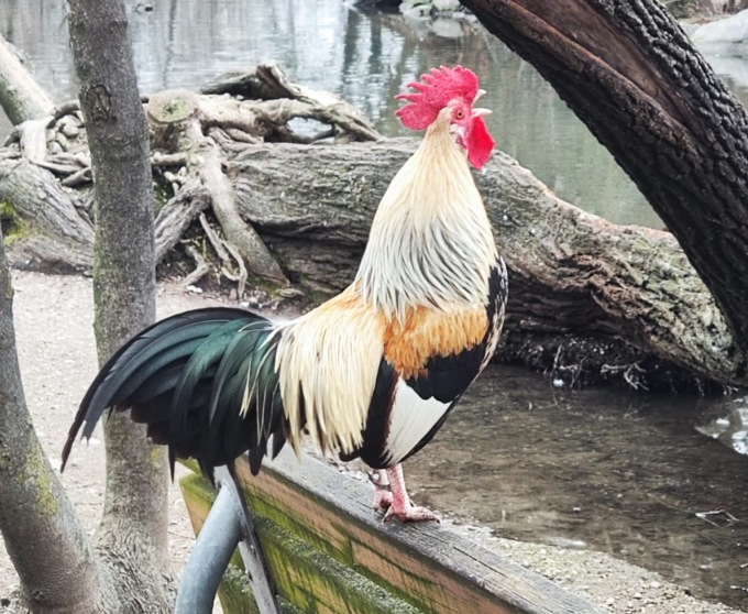 Trovato morto il gallo Franck: era la mascotte del Parco Castello