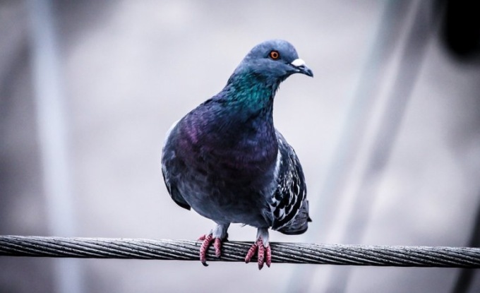 Ripuliti i marciapiedi dalle “cacche”, ora è “caccia” ai piccioni
