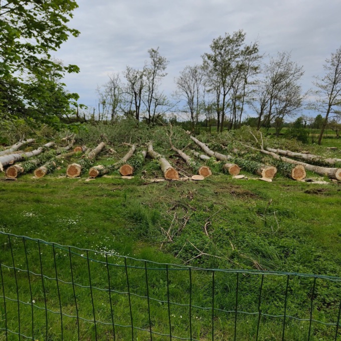 Pioppi abbattuti al Bosco in città